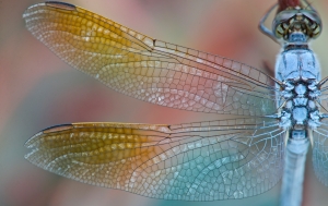 Dragonfly wings II